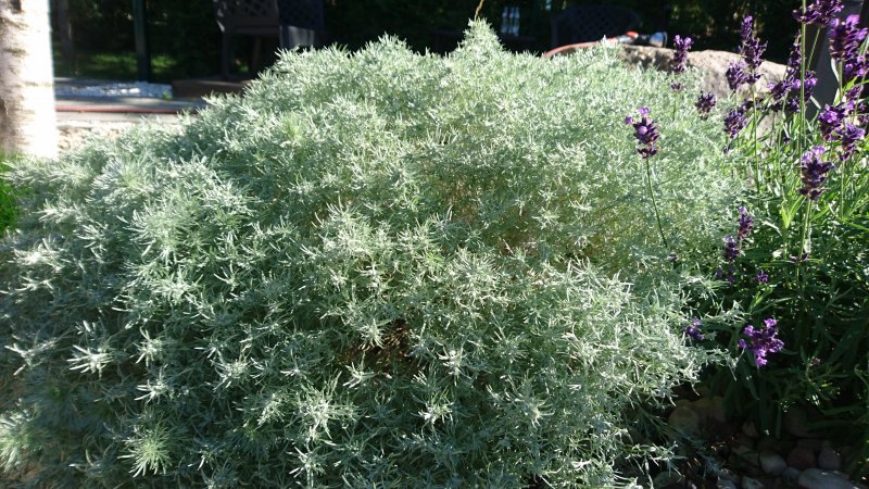 Artemisia schmidtiana 'Nana'